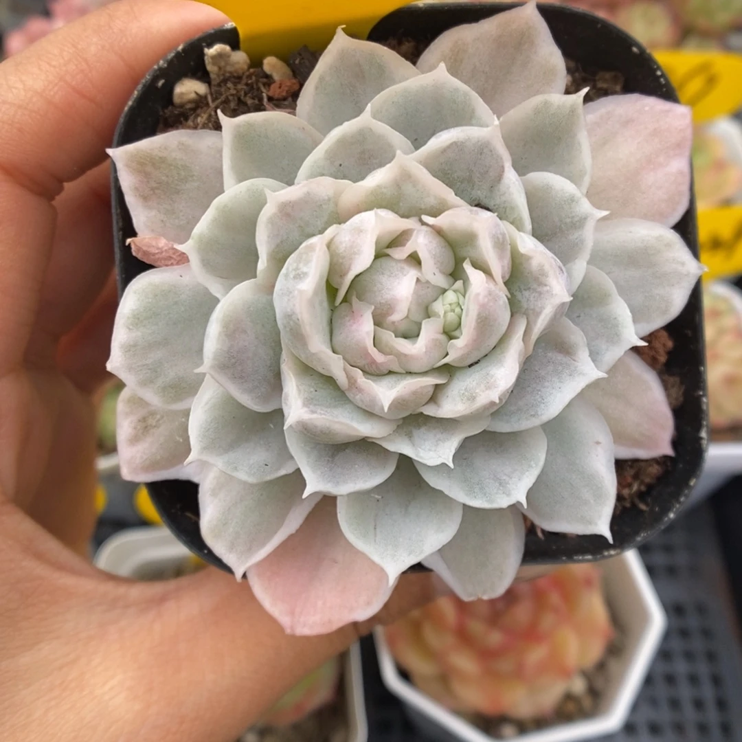 白蝴蝶锦可拍5482号