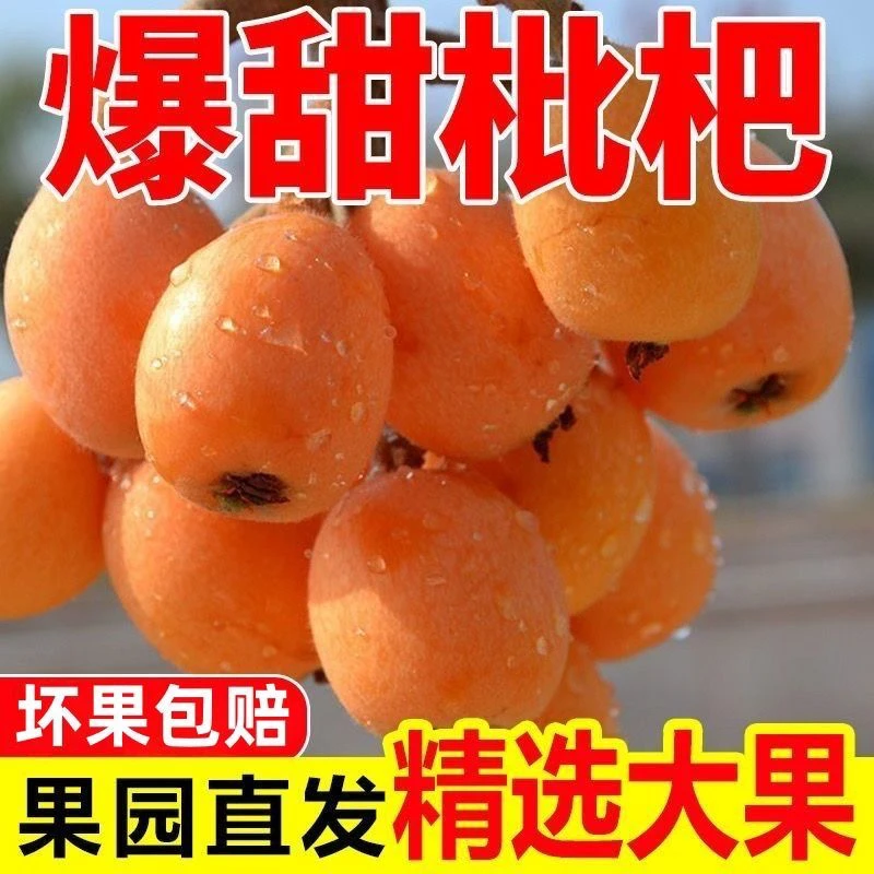 正宗四川大五星枇杷新鲜采摘现摘现发