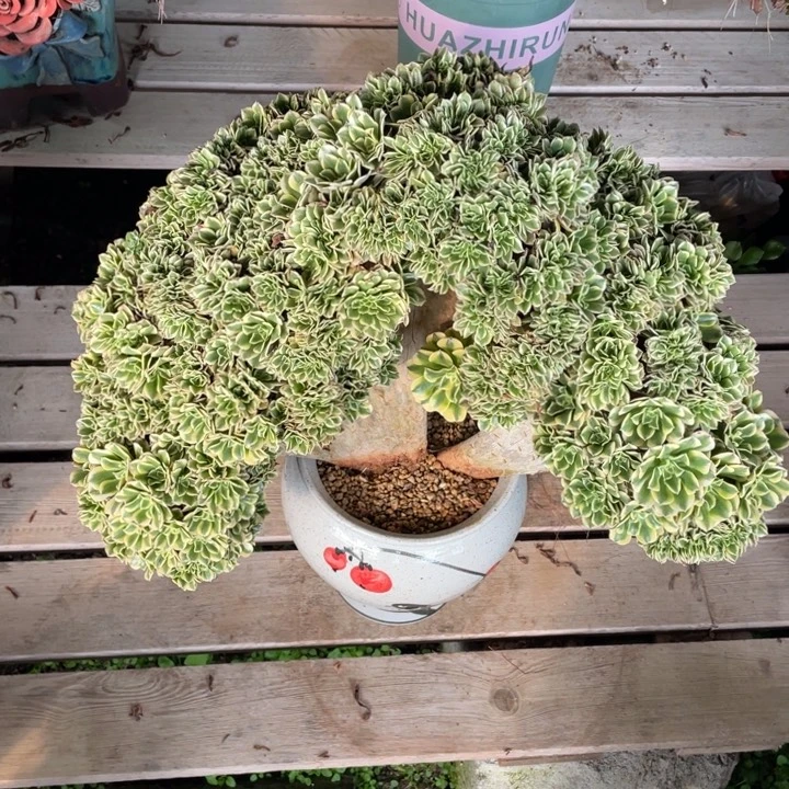 绿***夭法师老桩缀化两颗