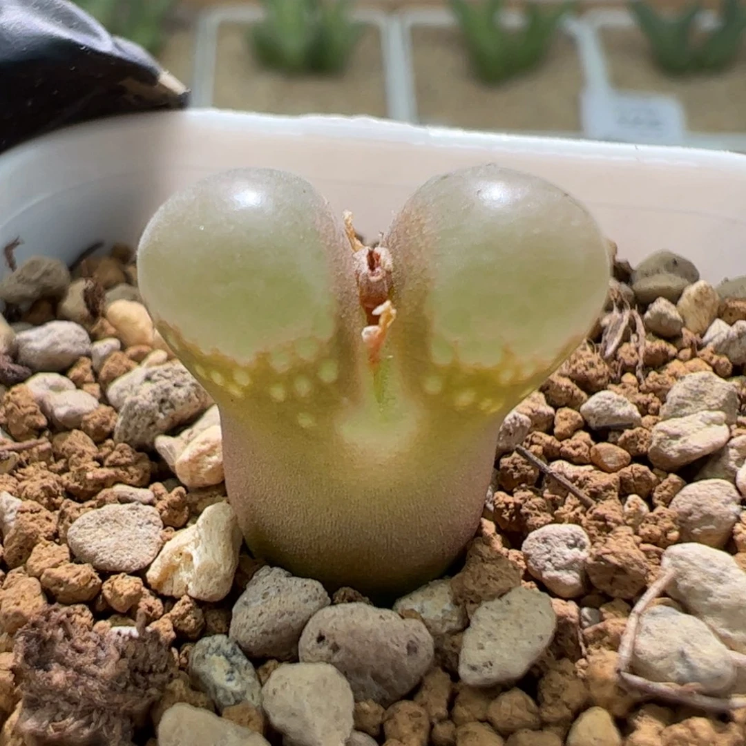 早****皮编号混合小尺寸一颗120。