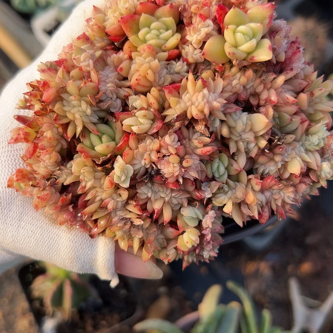 玉杯东云缀而哦肉呢呃嗯