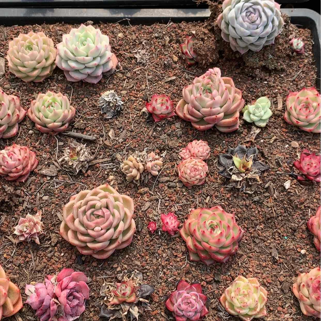 【闪购商品】云830