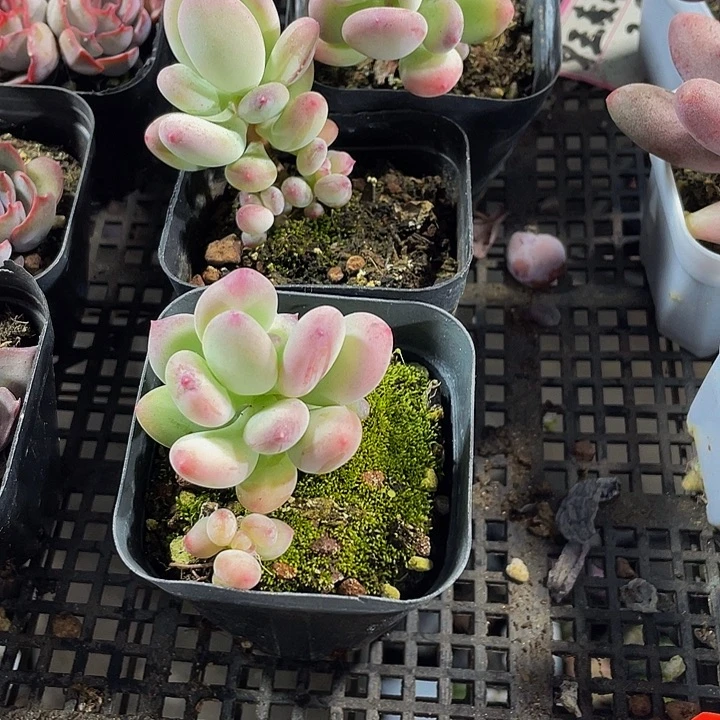 苹果奶带盆土人好