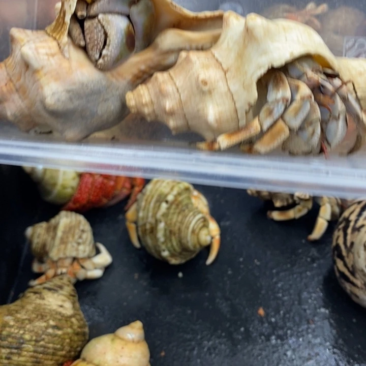 马岛深紫69任选一只