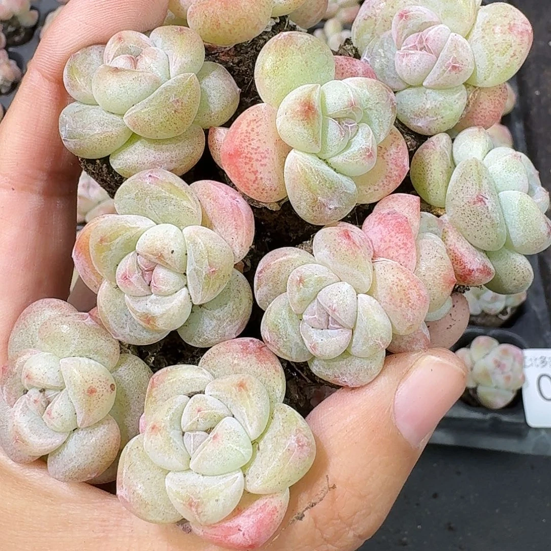12号到手12颗，白底冰玉