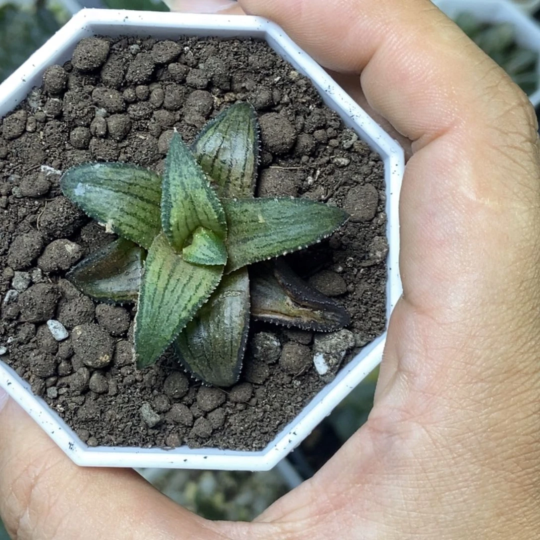 蜜蜂微笑一物一拍