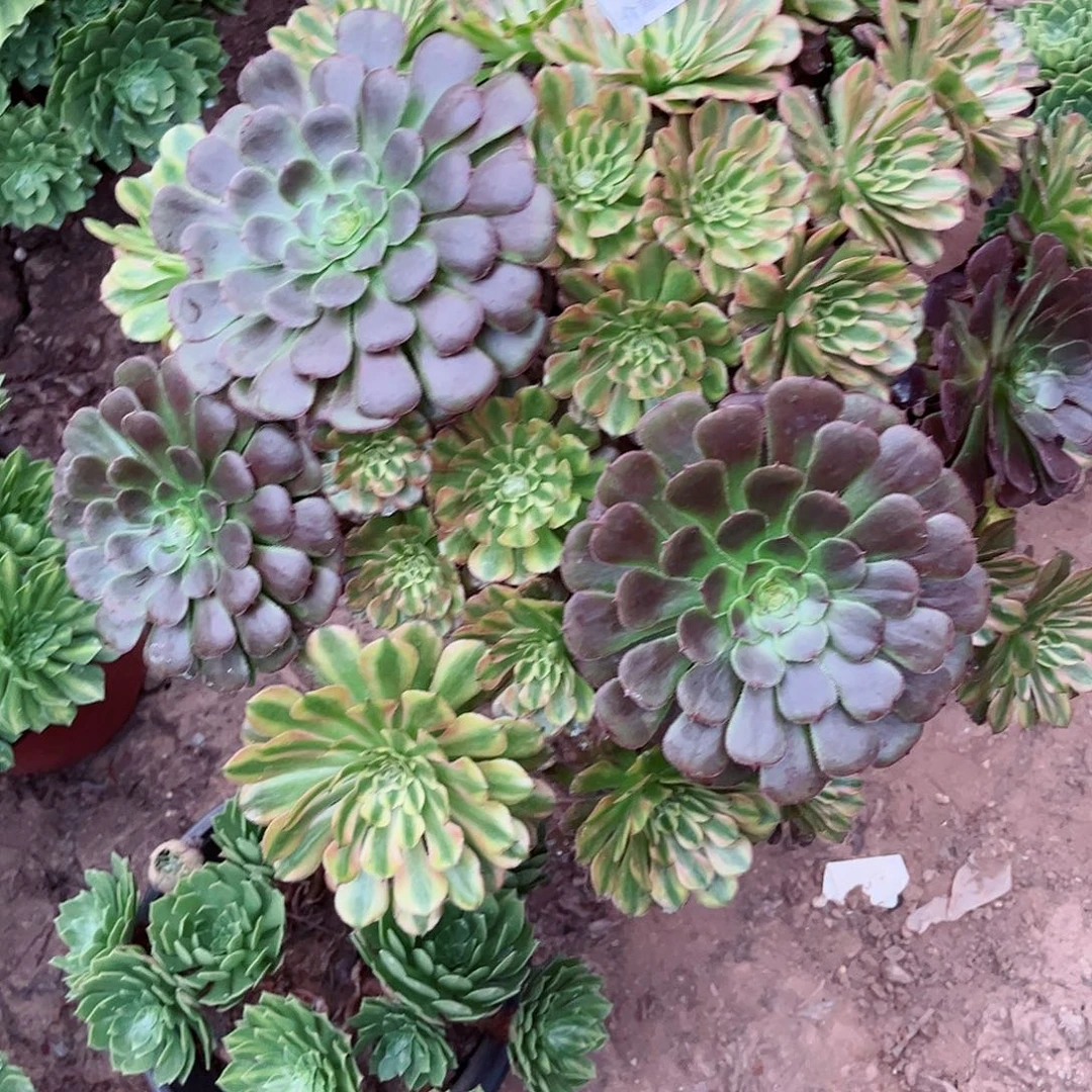 无花朵多肉植物080