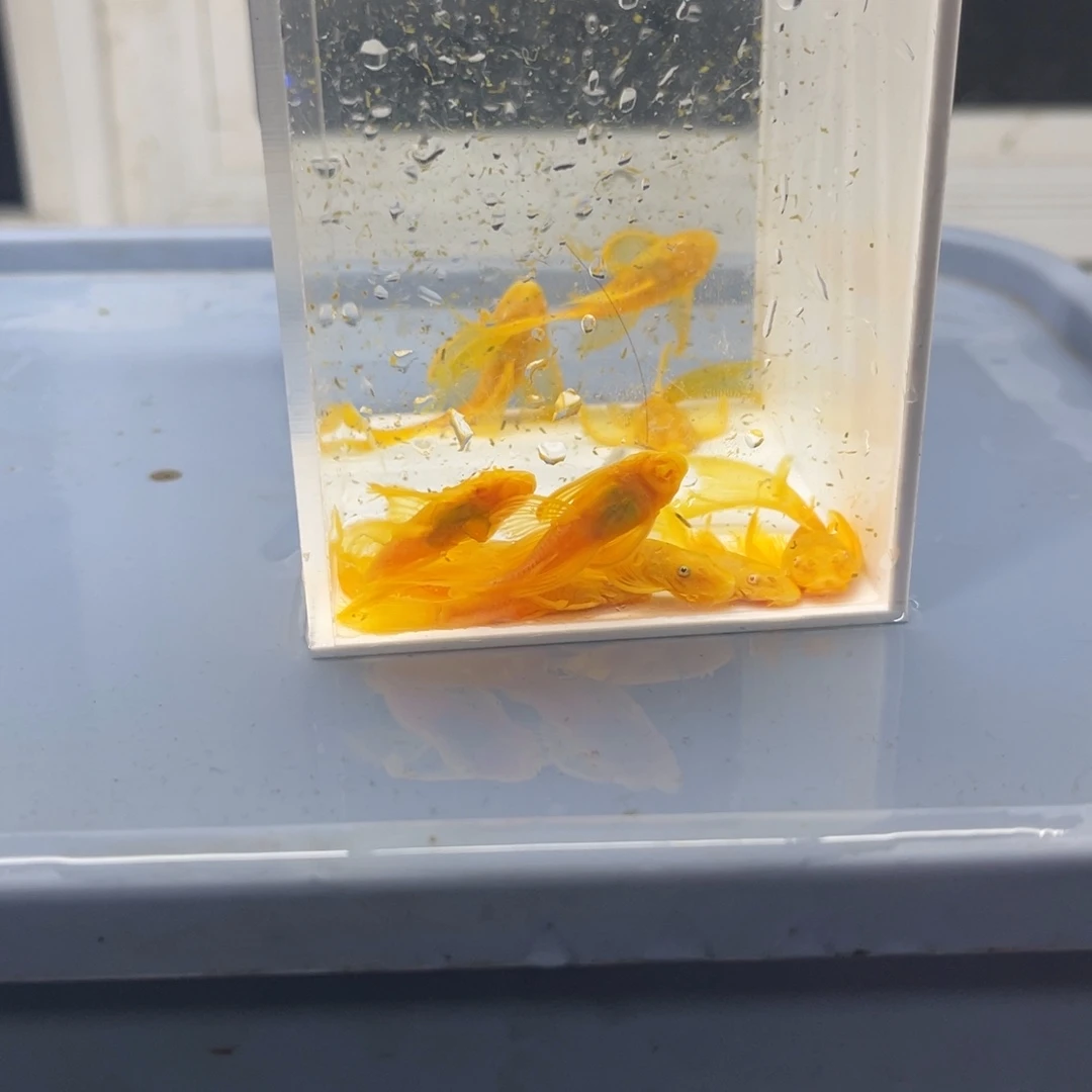 清道夫鱼大帆10条开箱视频报损