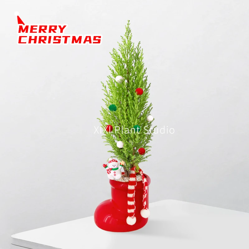 香松圣诞树盆栽室内桌面绿植好养可作节日装饰礼物圣诞礼品