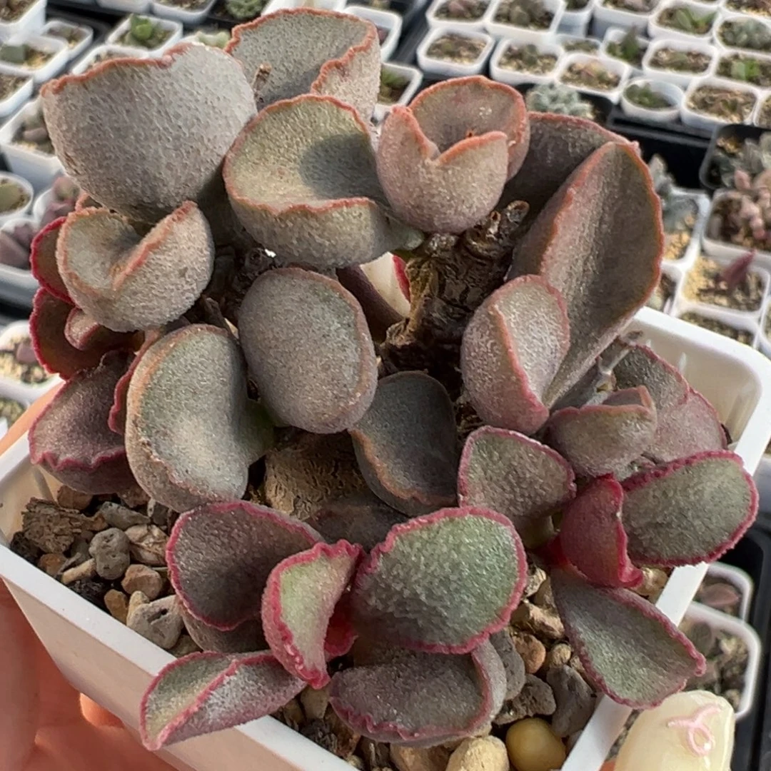 爱莎磨砂蛋多头纯木质桩多肉植物