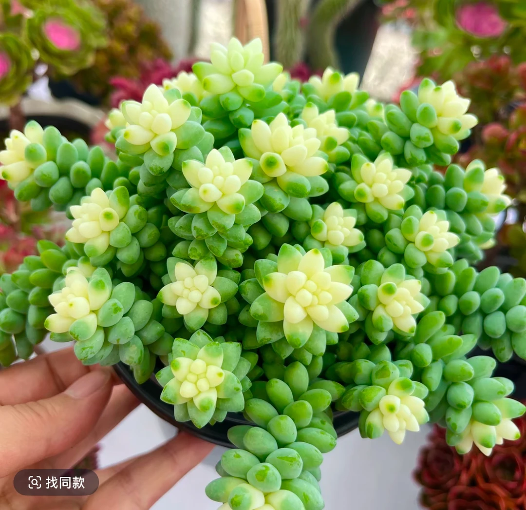 x雪花玉坠 拍一发二 新手好养 带盆带土 云南基地直发