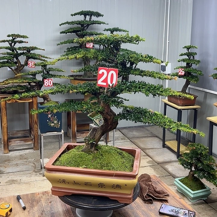 无花朵红芽珍珠罗汉松