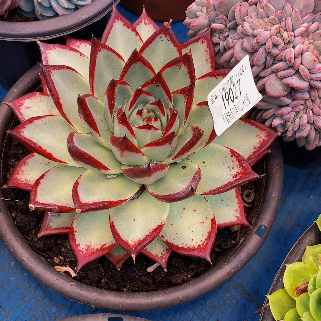 老***向乌木19027多肉多肉