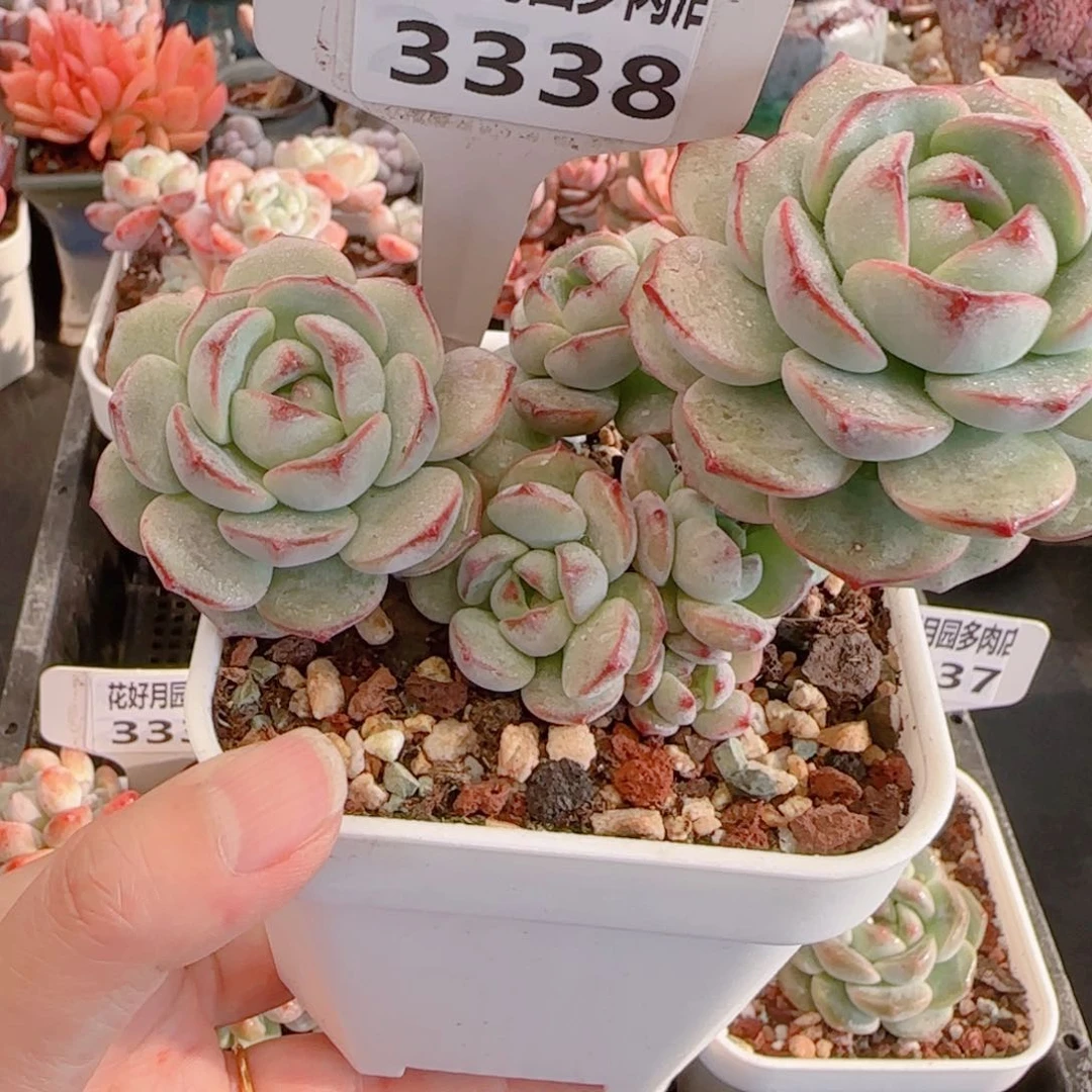 多肉植物3338……………