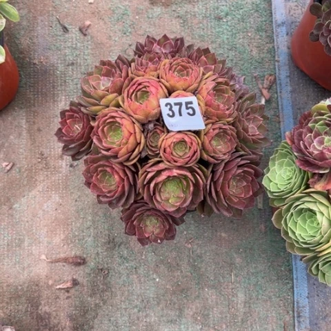 @****375桃花石朵朵多肉，
