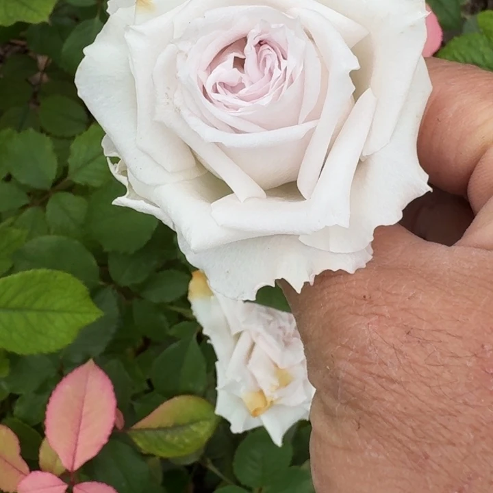 无花朵暴风漩涡中苗