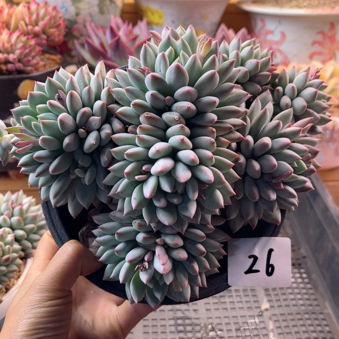 宋***姐5.13-26明珠美人111111