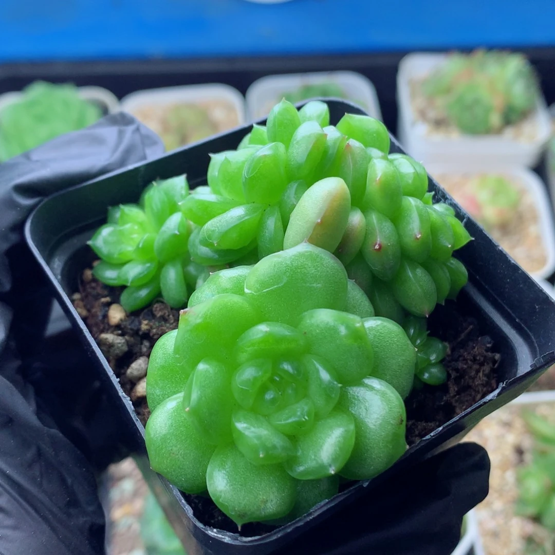58包邮 群生不包整灯泡珍妮38