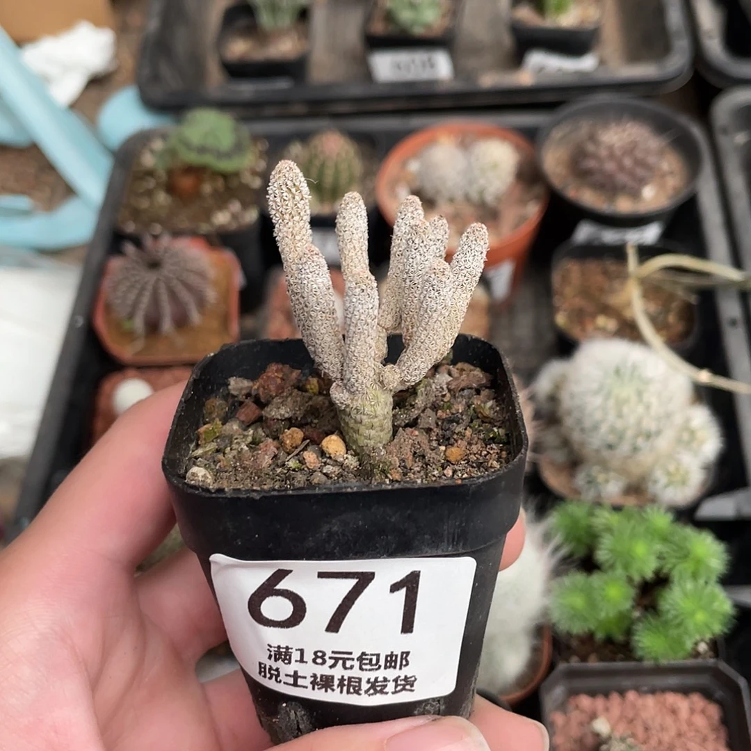 671迷你牧师（满18包邮）
