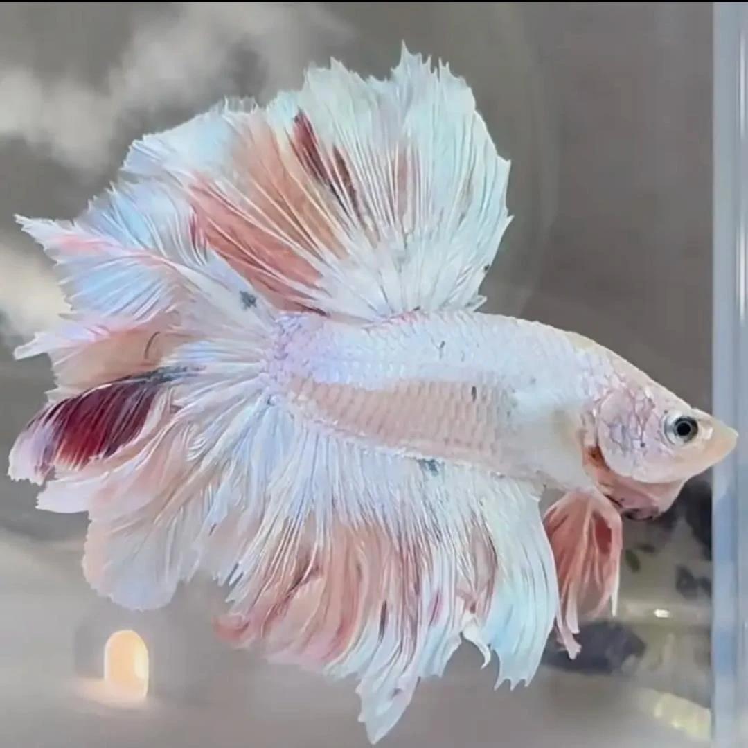 A8（169-192）泰国斗鱼小型热带观赏鱼（直播间选鱼）