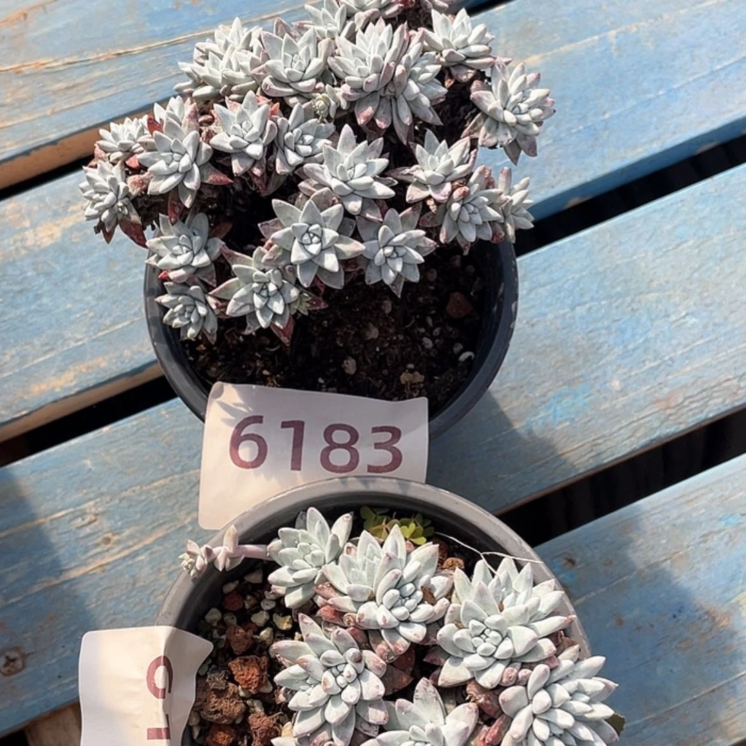 【闪购商品】大宽叶格诺马