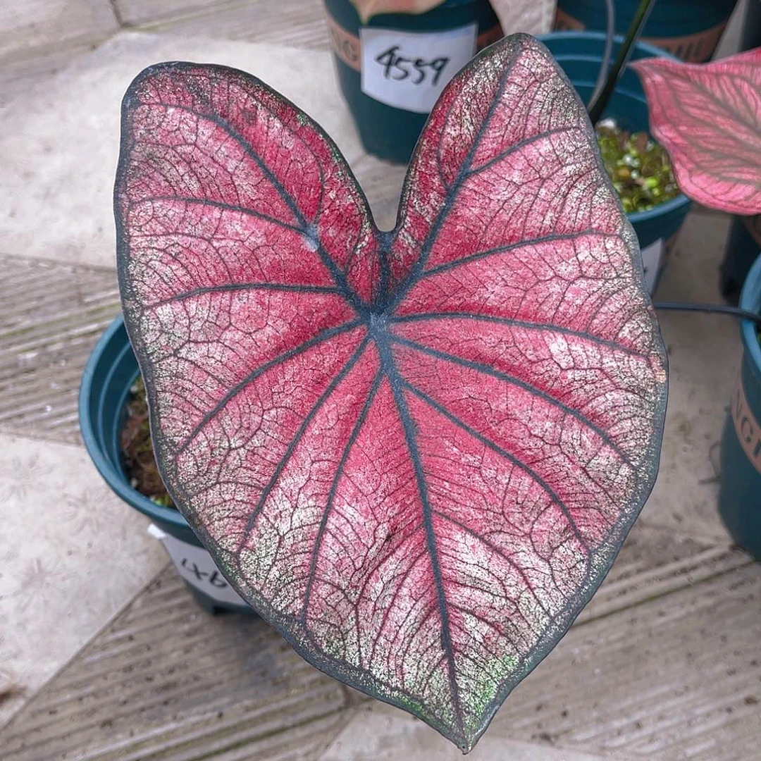 完全开放泰彩一物一拍4642