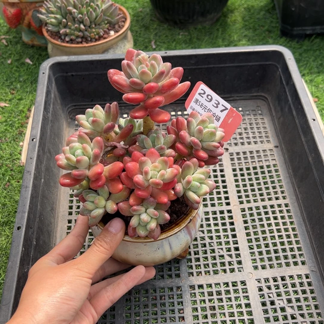 表妹精品精品多肉2937.