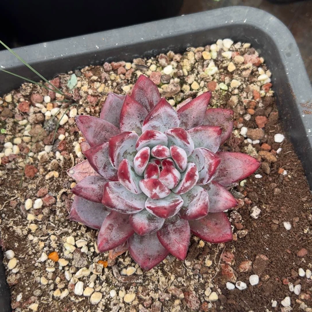 惠**心4032拍肉肉肉肉肉