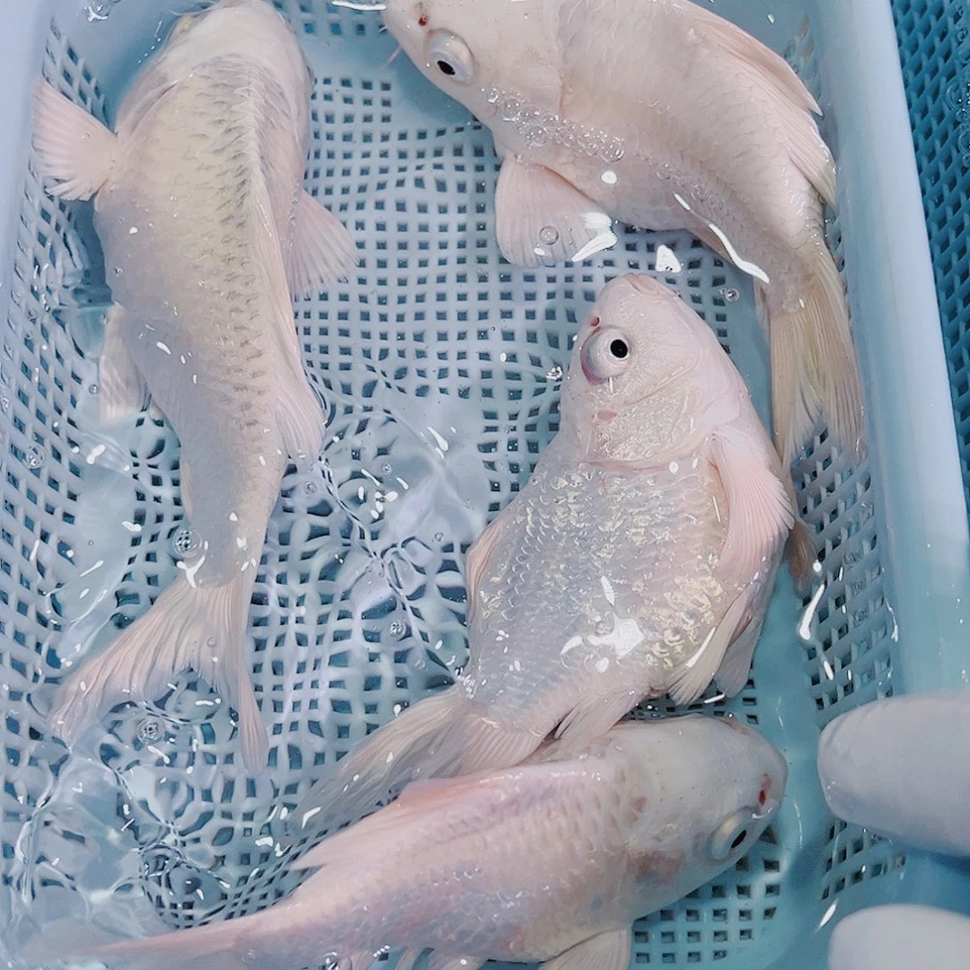 锦鲤锦鲤冷水观赏