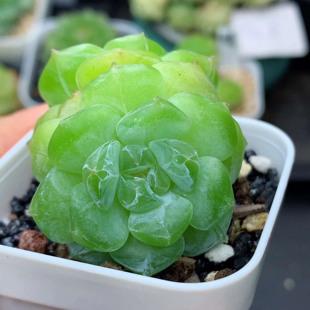 58包邮  群生不包整56