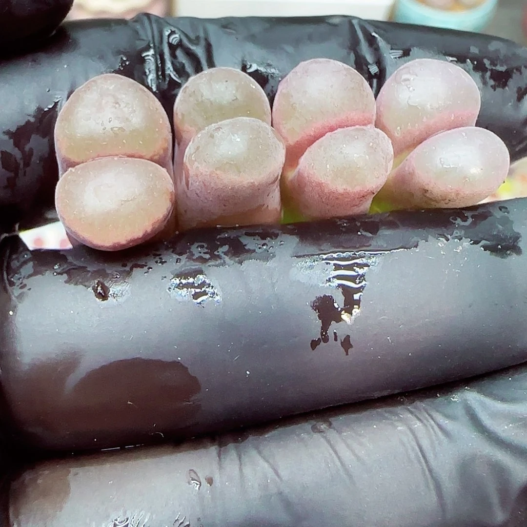 生石花满18包邮1021-83