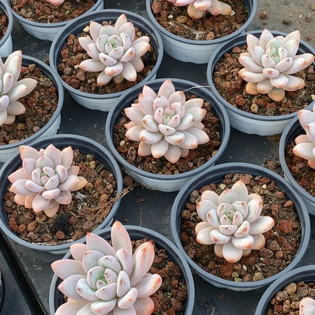 金汇园艺，团星星雪