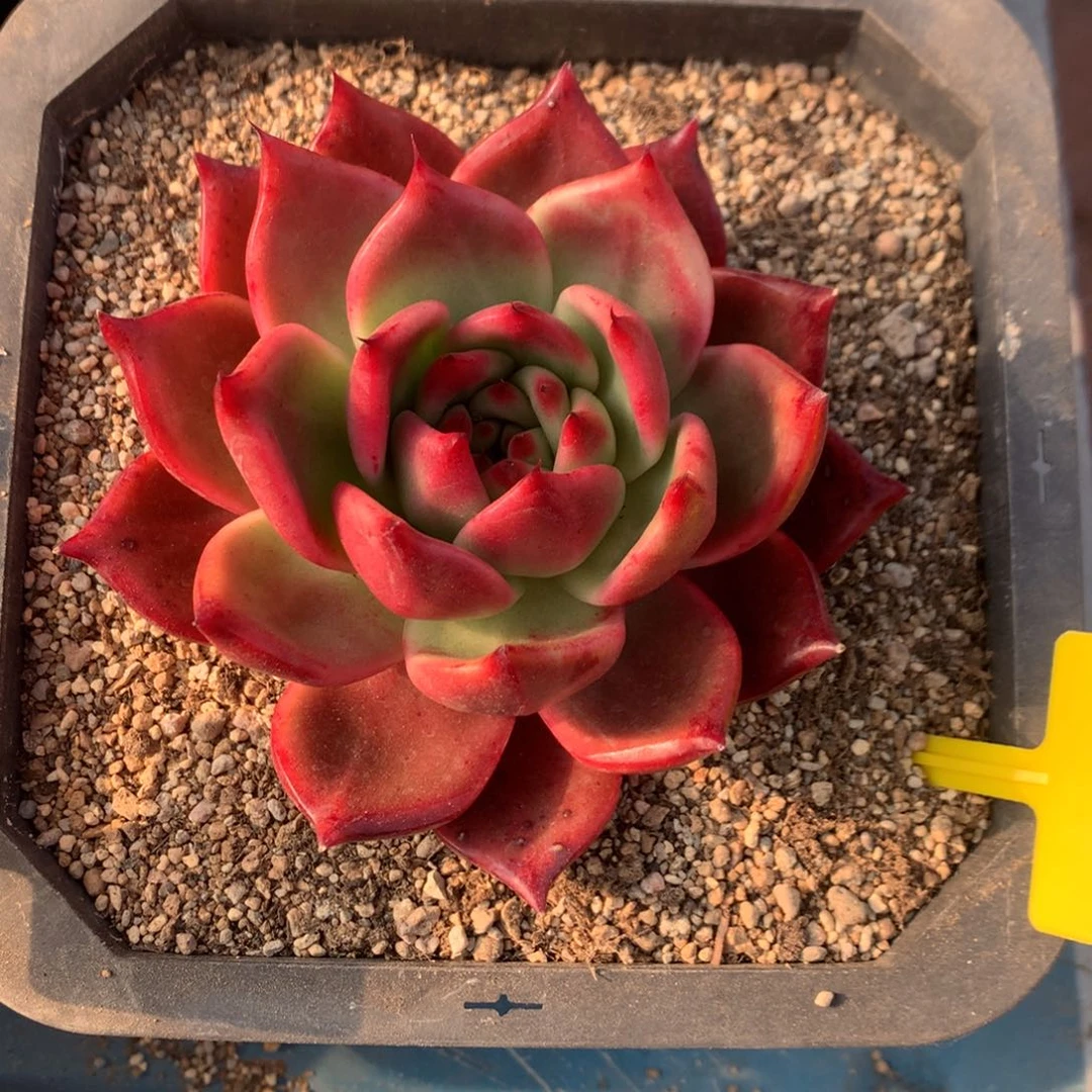 声朵香多肉福利033