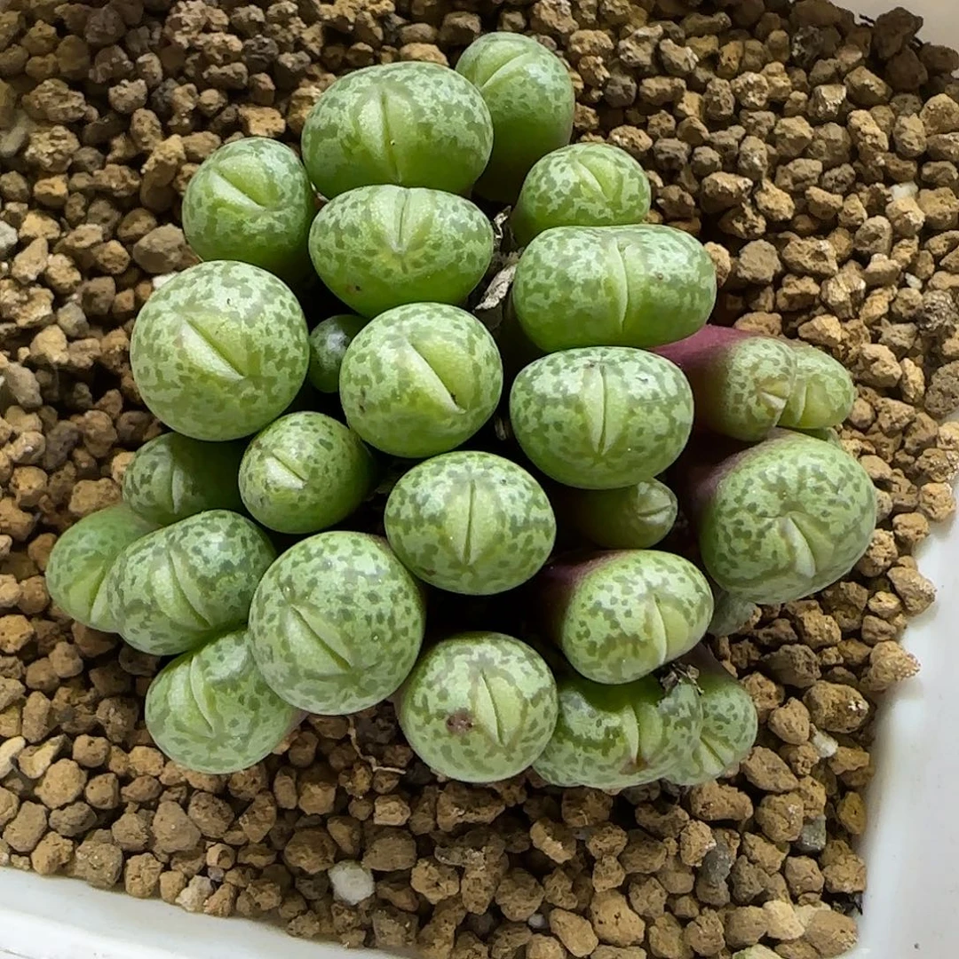 11.22。   大嘴肉锥。  2011