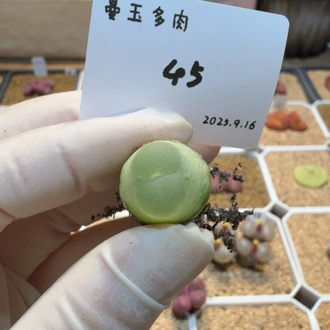 多肉多肉多肉9.16-045