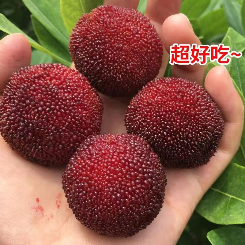 仙居杨梅东魁杨梅大果新鲜采摘顺丰冷链直达时令水果