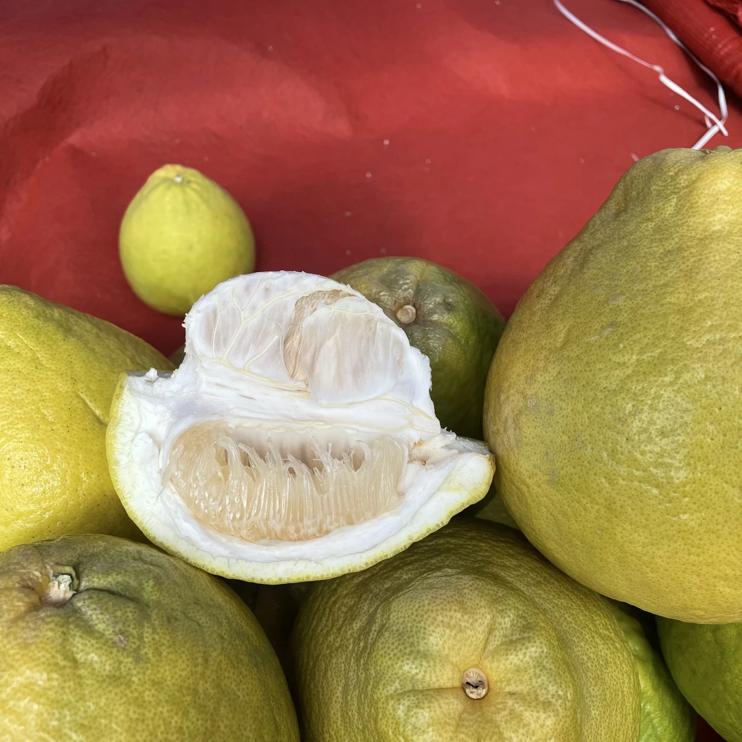 优质广西容县沙田柚老树果皮薄脆甜化渣，大部分地区包邮