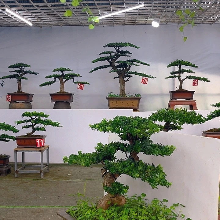 不开花植物罗汉松盆景带盆发货包邮