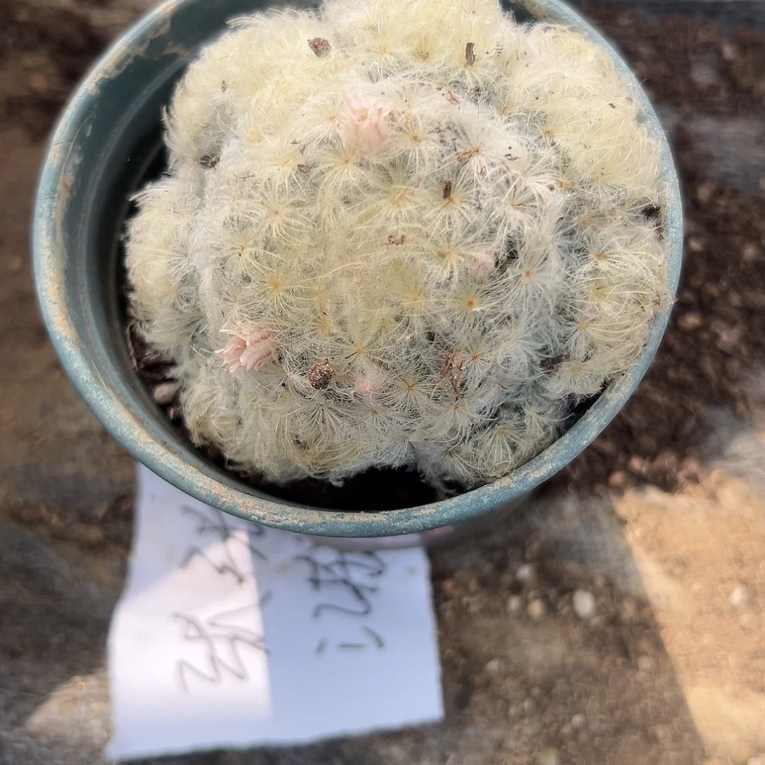 多肉植物白星开花