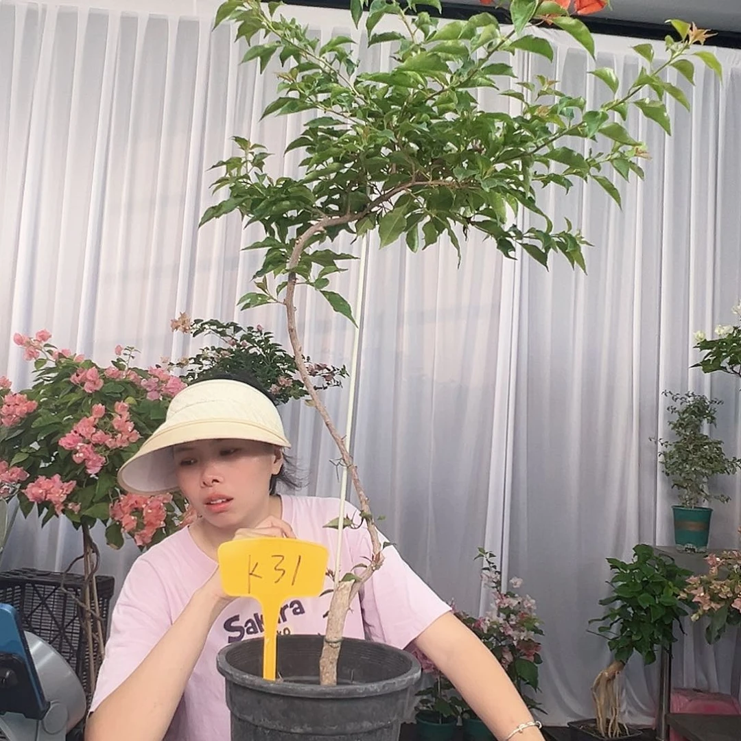 大部分开放少量花苞K31红桑巴