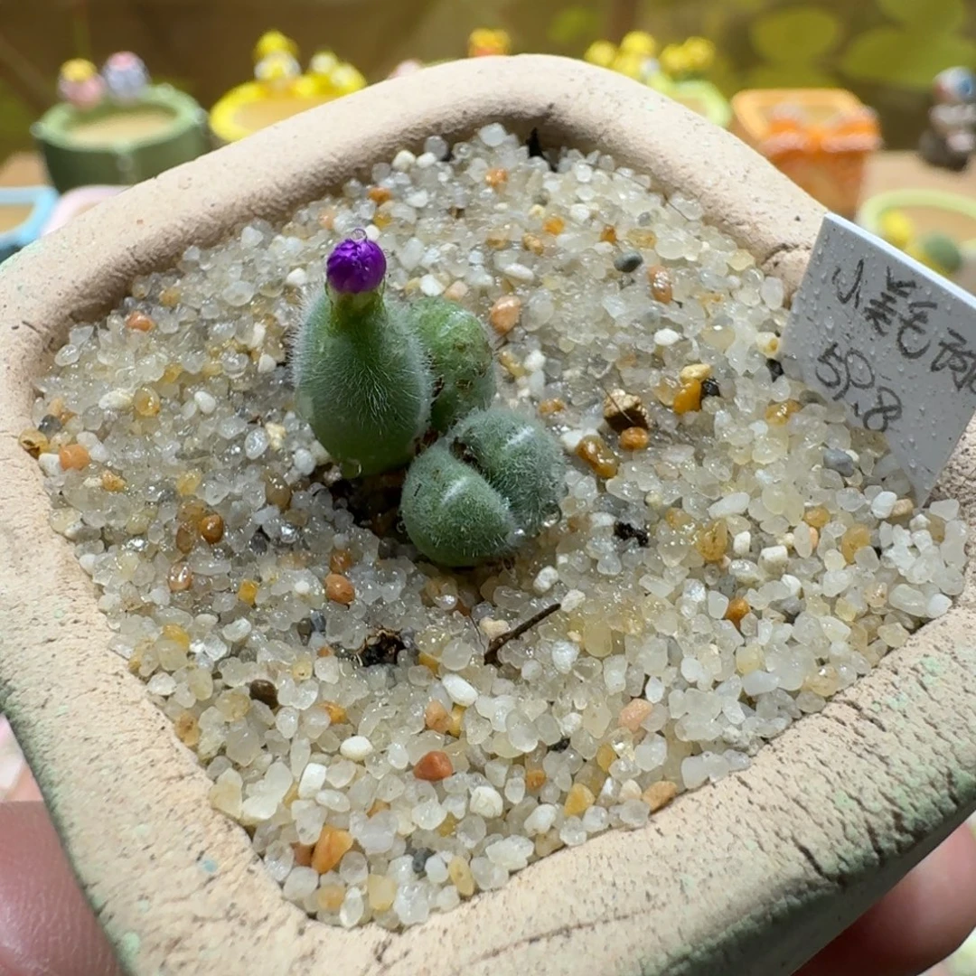 蘑菇1135小美毛球多肉植物