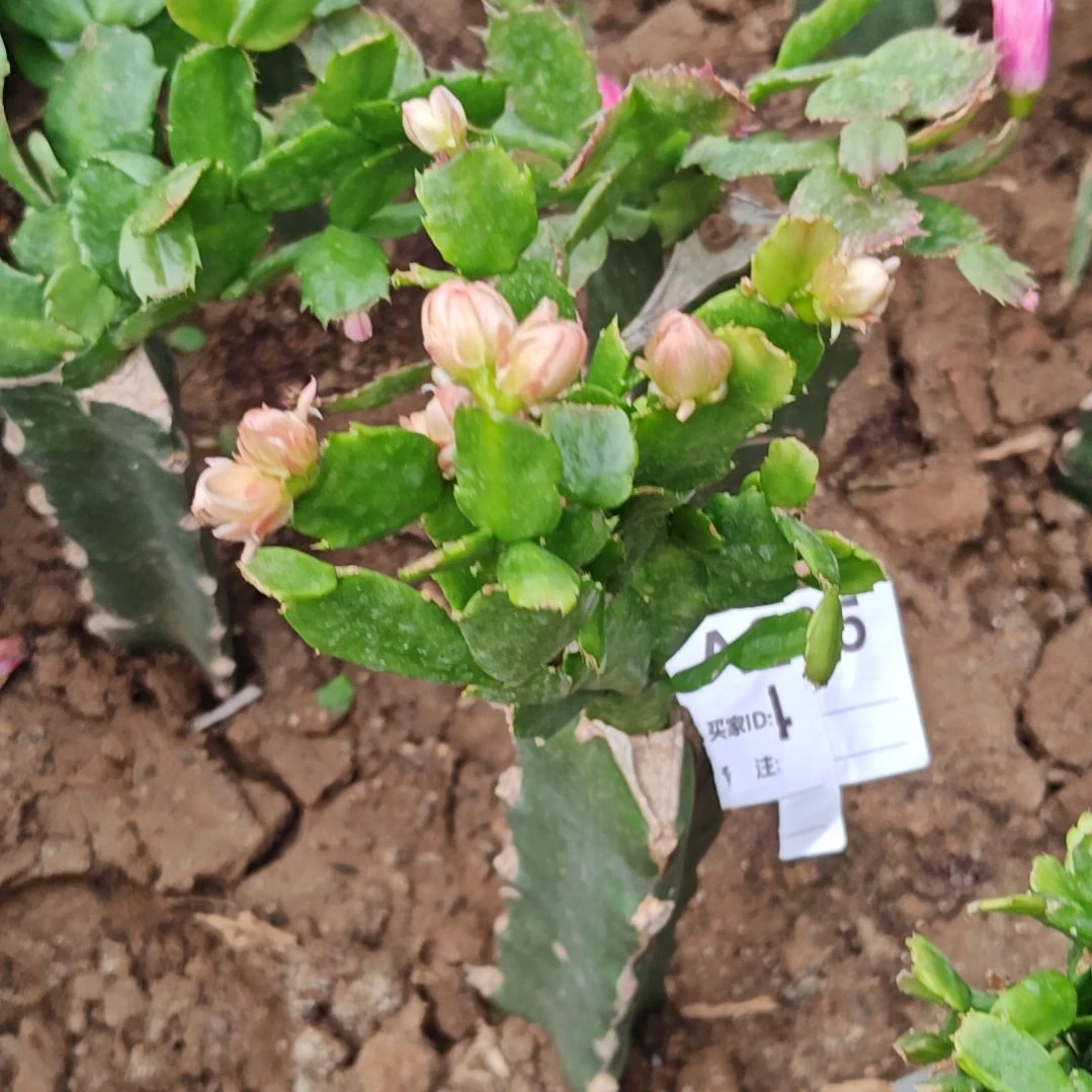 028 红重265脱土脱盆易掉芽苞265