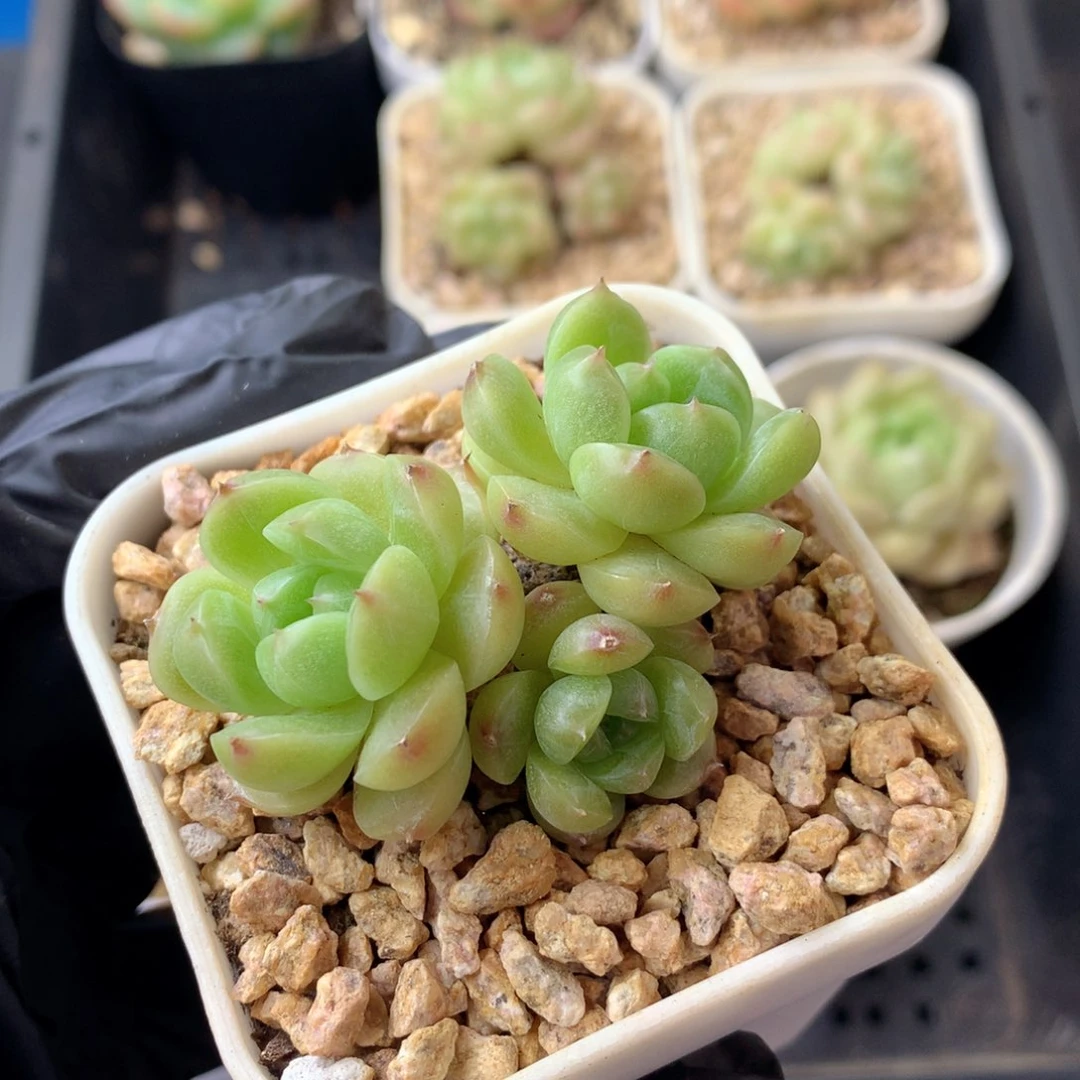 58包邮  群生不包整 14