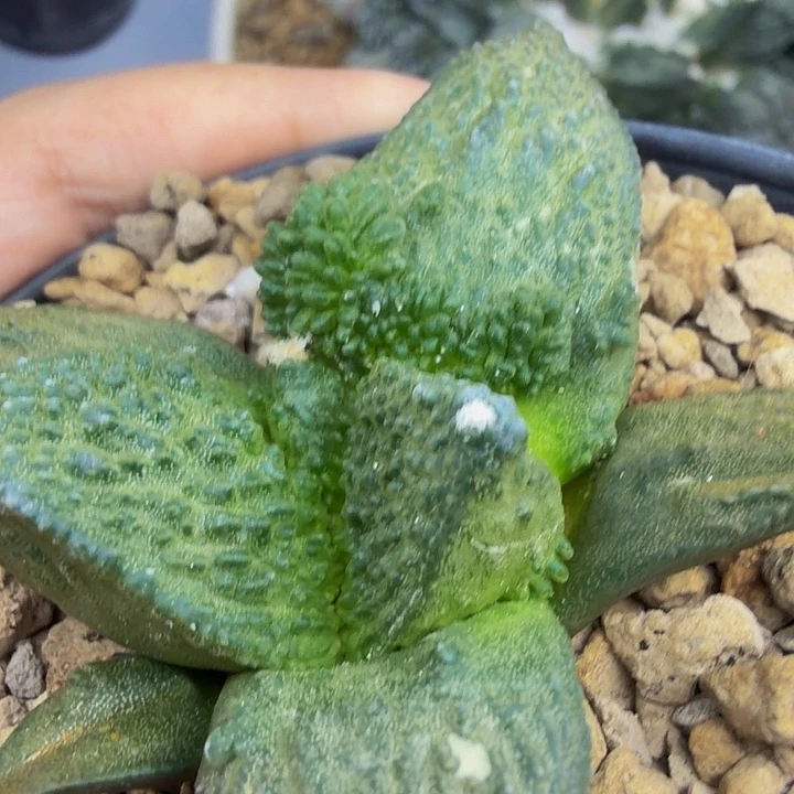 捡漏牛货千里马苗