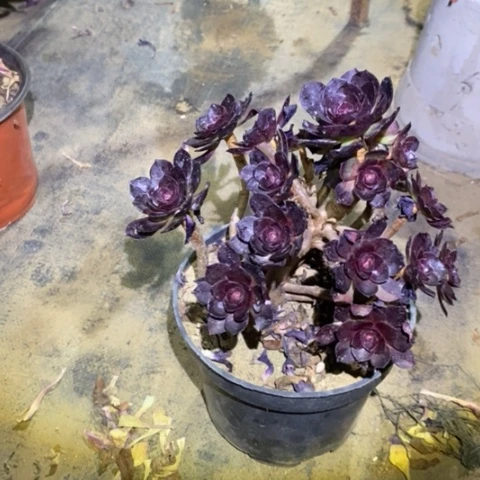 黑寡妇多肉植物028