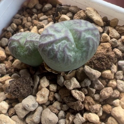 33 好看的肉肉冲冲冲冲冲