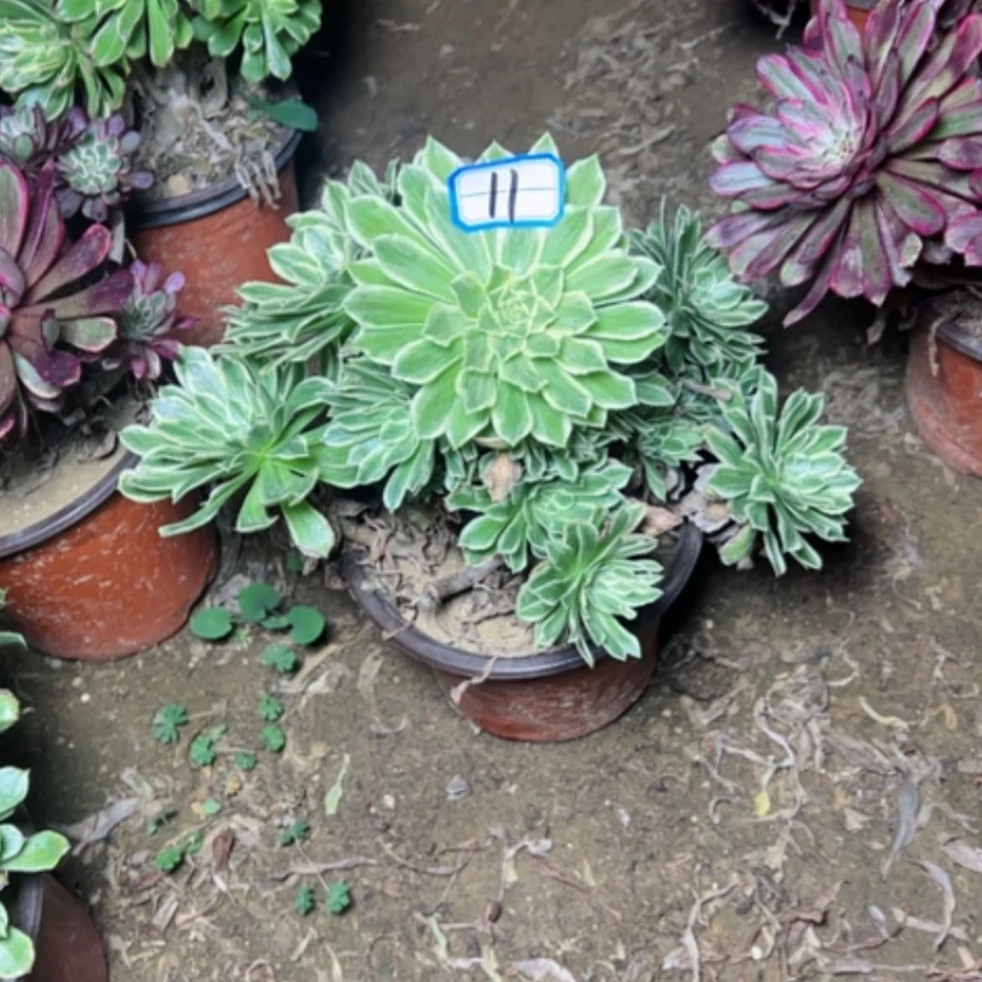 【闪购商品】郭****导多肉植物处理不售后11