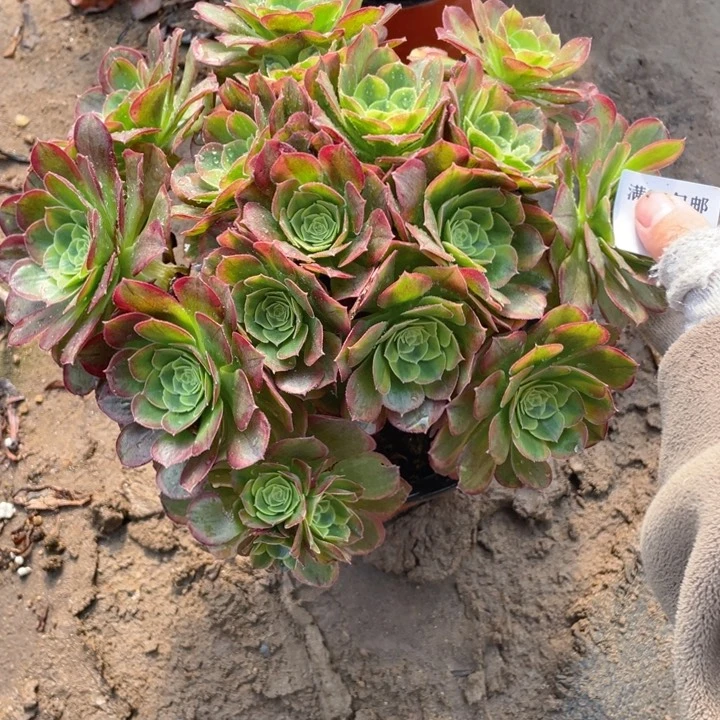 140奶白法师多肉断枝不售后