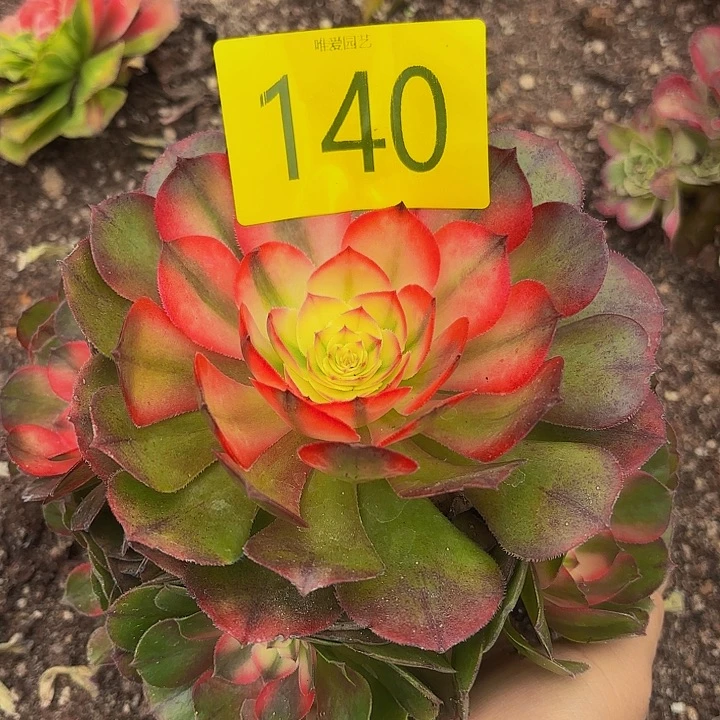 哈哈多肉植物荔枝140