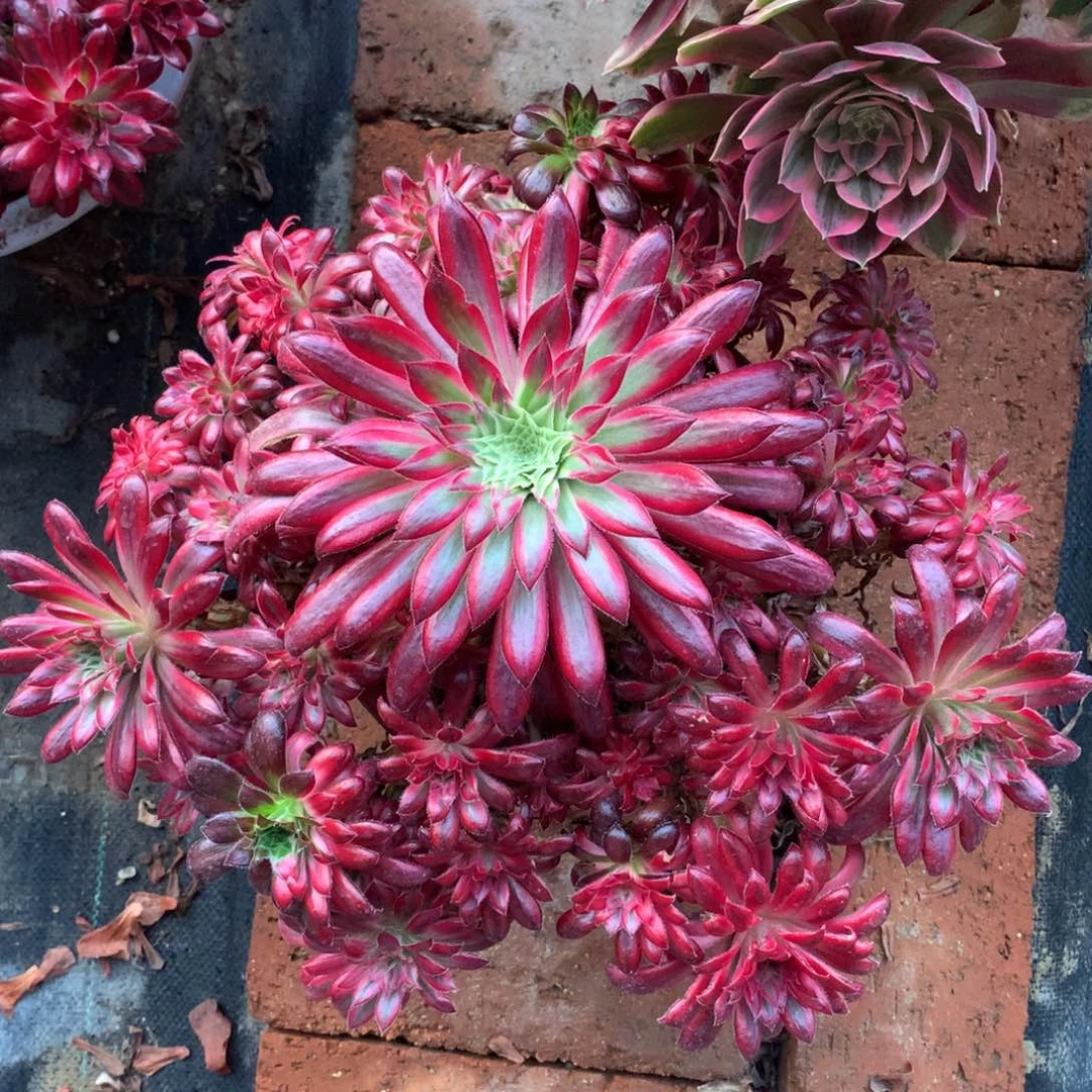 朱雀，多肉植物的的